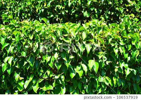 ficus benjamina texture ficus benjamina texture 106537919
