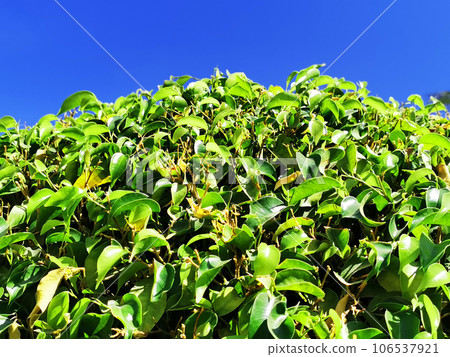 ficus benjamina texture ficus benjamina texture 106537921