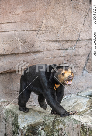 Sun bear Tennoji Zoo Sun bear Tennoji Zoo 106538217