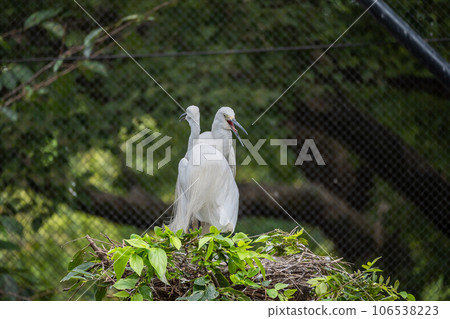 Shirasagi Tennoji Zoo Bird Paradise Shirasagi Tennoji Zoo Bird Paradise 106538223