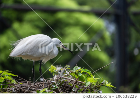 白鷺天王寺動物園鳥類樂園 106538229