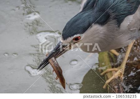 嘴裡叼著魚的夜鷺 天王寺動物園 鳥類天堂 嘴裡叼著魚的夜鷺 天王寺動物園 鳥類天堂 106538235