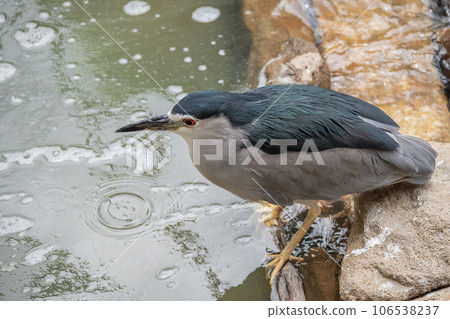 夜鷺天王寺動物園鳥類天堂 夜鷺天王寺動物園鳥類天堂 106538237