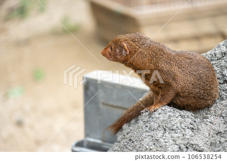Kobito Mongoose Tennoji動物園 Kobito Mongoose Tennoji動物園 106538254