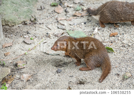 Kobito Mongoose Tennoji Zoo Kobito Mongoose Tennoji Zoo 106538255