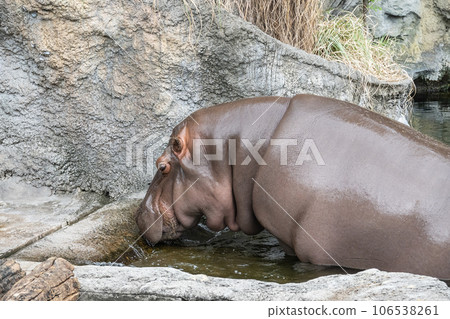 河馬天王寺動物園 河馬天王寺動物園 106538261