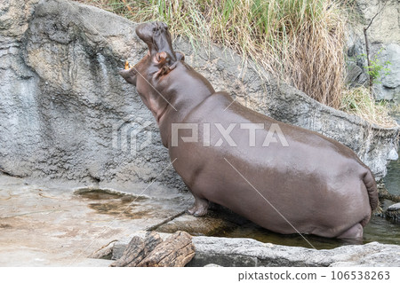 河馬天王寺動物園 106538263