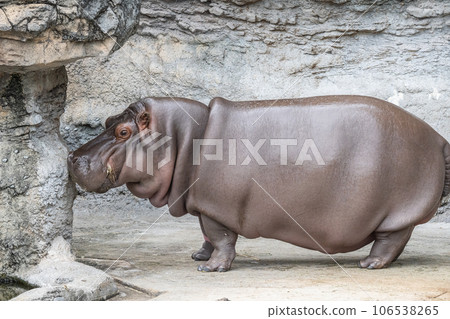Hippo Tennoji Zoo Hippo Tennoji Zoo 106538265