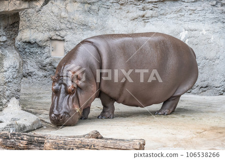 Hippo Tennoji Zoo Hippo Tennoji Zoo 106538266