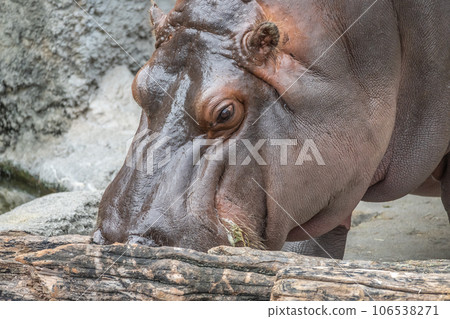 河馬天王寺動物園 106538271
