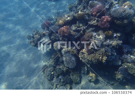 coral reef in Egypt in Hurghada coral reef in Egypt in Hurghada 106538374