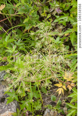 Touki seeds that grow in the mountains Touki seeds that grow in the mountains 106538568