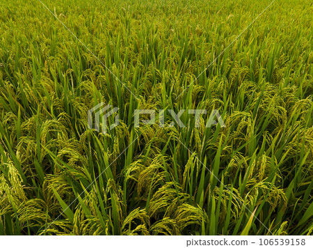 Rice grain growing in autumn field 106539158