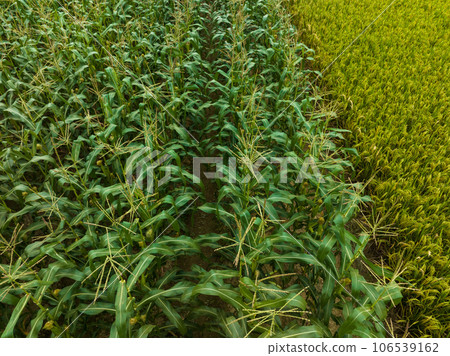 Rice grain growing in autumn field 106539162