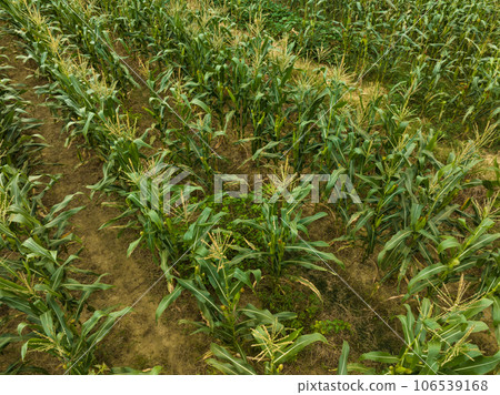 Green maize crop growing at farm Green maize crop growing at farm 106539168