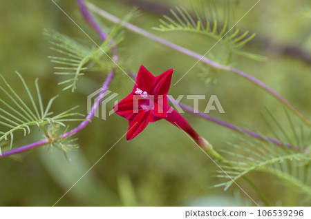 一朵盛開的紅色星形花 106539296