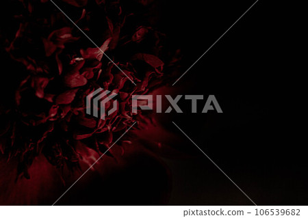 誠實：紅牡丹特寫 106539682