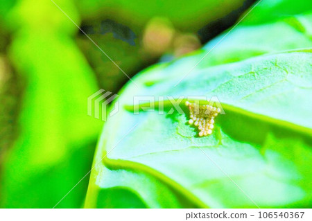 粘蟲蛾的黃色包子狀卵塊附著在小松葉的背面 106540367