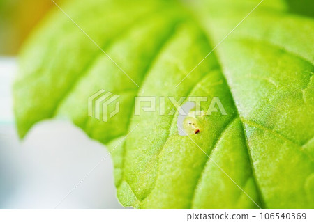 日本斜紋夜蛾幼蟲的頭從日本芥菜菠菜的洞中窺視 106540369