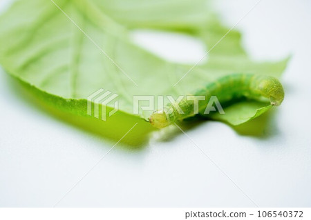 A green armyworm moth larva eats a Komatsuna leaf from the edge on a white background A green armyworm moth larva eats a Komatsuna leaf from the edge on a white background 106540372