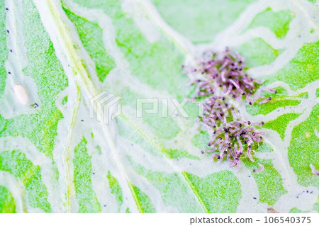 A swarm of newly hatched armyworm larvae collectively feeding on the leaves of Japanese mustard rape that have been damaged by the leafminer fly. A swarm of newly hatched armyworm larvae collectively feeding on the leaves of Japanese mustard rape that have been damaged by the leafminer fly. 106540375