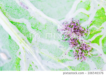 一群黑粘蟲幼蟲在被日本甲蟲損壞的日本芥菜葉的背面孵化。 106540376