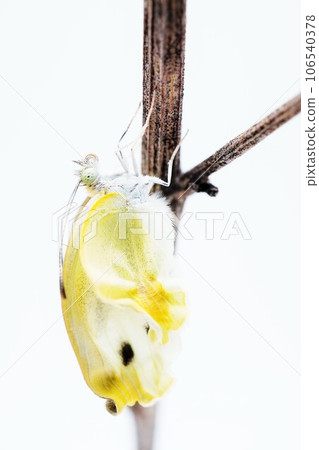 A cabbage butterfly with incomplete emergence, whose wings have not fully grown, caught on a thin dead branch against a white background A cabbage butterfly with incomplete emergence, whose wings have not fully grown, caught on a thin dead branch against a white background 106540378