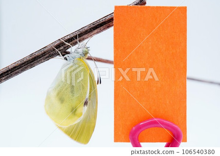 A mockup of a message card with a freshly hatched white butterfly caught on a branch on a white background and an orange spring image A mockup of a message card with a freshly hatched white butterfly caught on a branch on a white background and an orange spring image 106540380