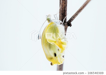 一隻白菜蝴蝶的特寫，翅膀起皺，當它爬上白色背景上的一根細細的枯枝時，它無法出現 106540389