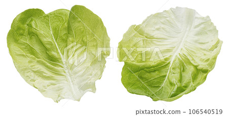 Iceberg lettuce leaves isolated on white background 106540519