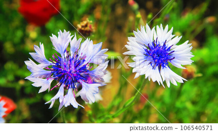 Landscape with blooming cornflowers Landscape with blooming cornflowers 106540571