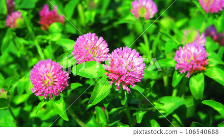 Scenery of red clover (red clover) in full bloom Scenery of red clover (red clover) in full bloom 106540688