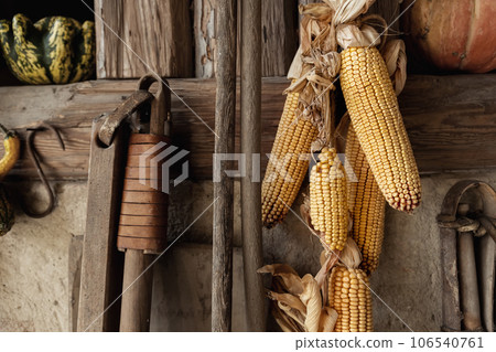 Yellow ripe dried corn cobs seeds decor hanged on wooden wall of old rural countrysdie barn. Rustic country farm interior detail decotation background wallpaper. Organic agriculture farmyard concept 106540761