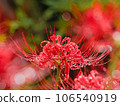 紅蜘蛛百合與閃閃發光的水滴 106540919