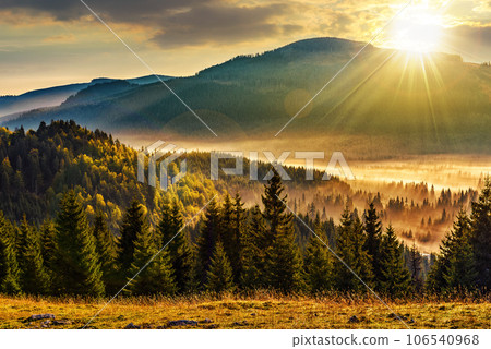 cold fog in the valley with in spruce forest at sunset. beautiful mountainous nature landscape in evening light. view from above cold fog in the valley with in spruce forest at sunset. beautiful mountainous nature landscape in evening light. view from above 106540968