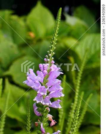 Flowers and buds of a tiger tree bathed in the light sun (light purple flower Tiger's Tail) 106540969