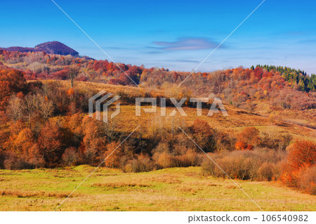 forest in fall colors on the grassy hills. mountainous countryside scenery in morning light. bright blue sky with fluffy clouds forest in fall colors on the grassy hills. mountainous countryside scenery in morning light. bright blue sky with fluffy clouds 106540982