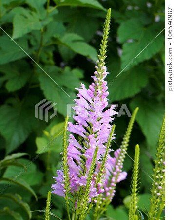 Hanatranoo(淡粉色花虎尾)的陽光照射花序 Hanatranoo(淡粉色花虎尾)的陽光照射花序 106540987