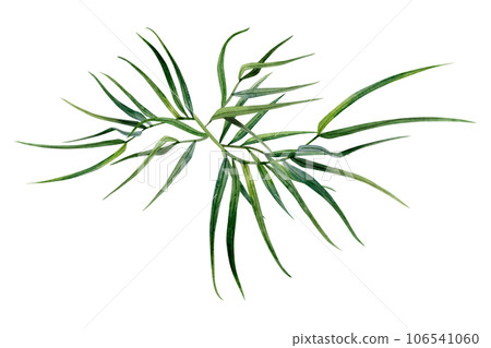 Abstract bamboo branches with leaves watercolor illustration. Tropical nature hand drawn clipart for Asian culture designs 106541060