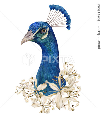 Peacock head portrait in light beige lily flowers watercolor illustration of realistic colorful blue tropical bird clipart for stickers and cards 106541068