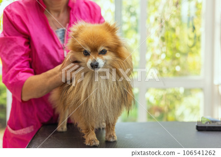 Pomeranian dog is waiting for grooming. Pomeranian dog is waiting for grooming. 106541262