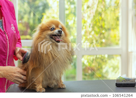 Smiling Pomeranian dog is combed standing on the table. Smiling Pomeranian dog is combed standing on the table. 106541264