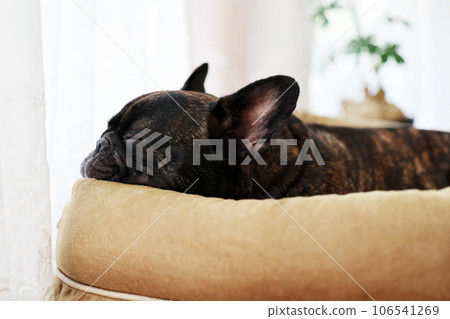 French bulldog taking a peaceful nap by the window in the warm sunlight French bulldog taking a peaceful nap by the window in the warm sunlight 106541269