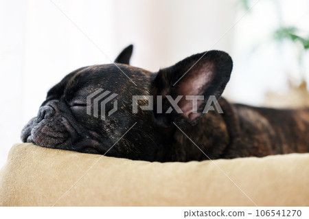 法國鬥牛犬在溫暖的陽光下在窗邊安靜地打盹 法國鬥牛犬在溫暖的陽光下在窗邊安靜地打盹 106541270