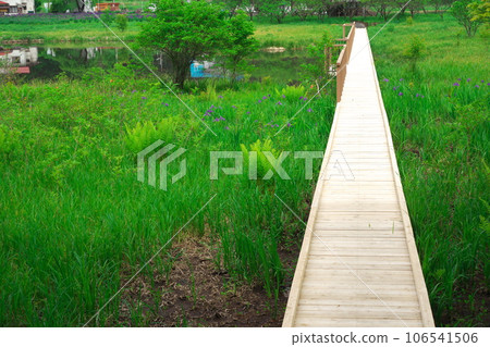 Kiso Ayame Park pond boardwalk full of fresh greenery 106541506