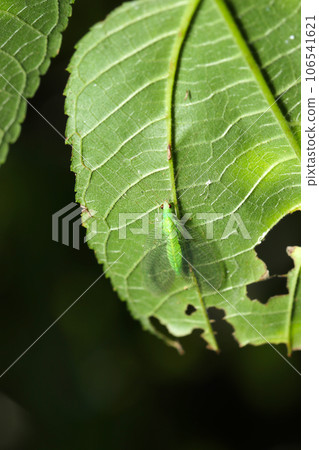躲在森林綠葉後面的日本草蛉成蟲（使用微距鏡頭，閃光燈+自然光，特寫照片） 106541621