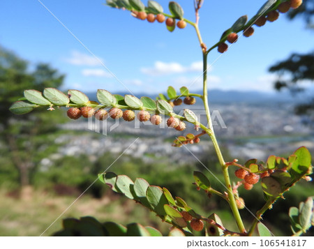 Phyllanthus, a weed often found on roadsides and fields Phyllanthus, a weed often found on roadsides and fields 106541817