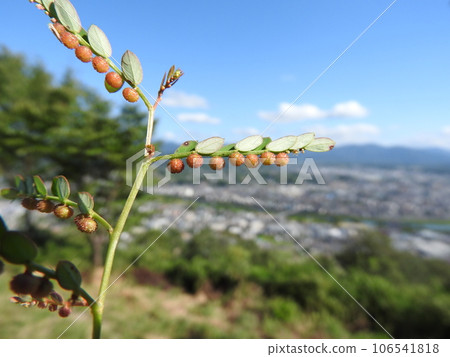 Fruits of phyllanthus, a weed often seen on roadsides and fields 106541818