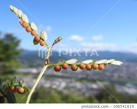 Fruits of phyllanthus, a weed often seen on roadsides and fields Fruits of phyllanthus, a weed often seen on roadsides and fields 106541819