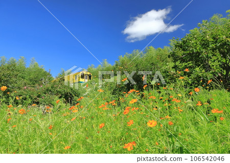 Isumi Railway “Late summer and early autumn blue skies and blooming landscapes of Kibana cosmos” 106542046